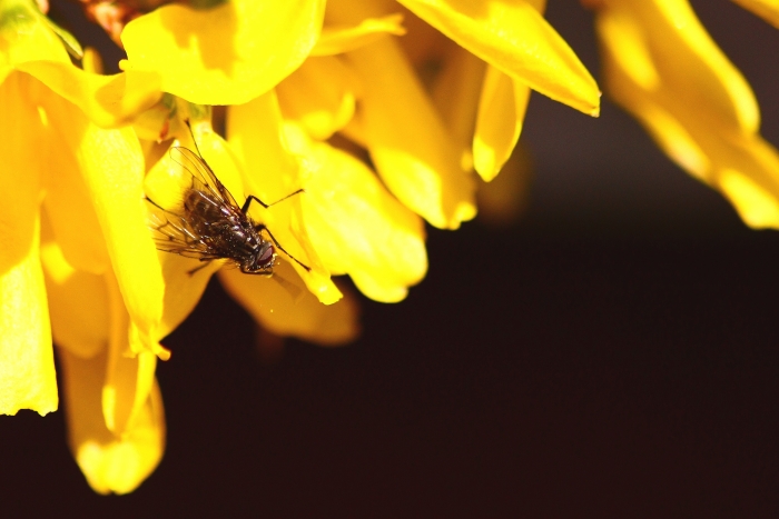 Helina evecta/annosa